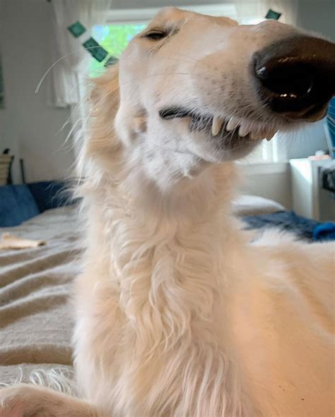 Meet Eris The Borzoi Dog With An Unusually Long Snout Camtrader