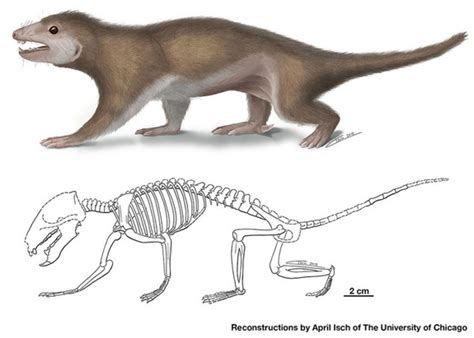 Mammal Ancestor Fossil Found In China May Shed Light On Lives Of Early