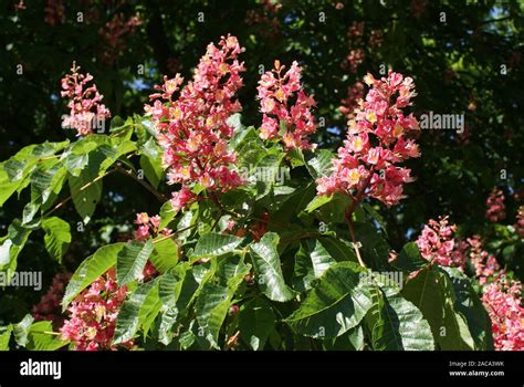 Aesculus X Carnea Rosskastanie Chestnut Stock Photo Alamy