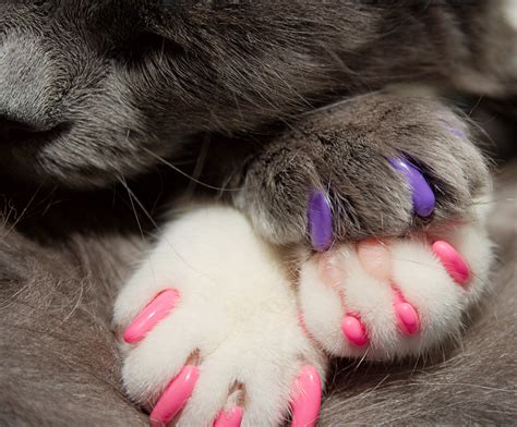 38 Best Photos Pros And Cons Of Declawing Cats Declawing Cats