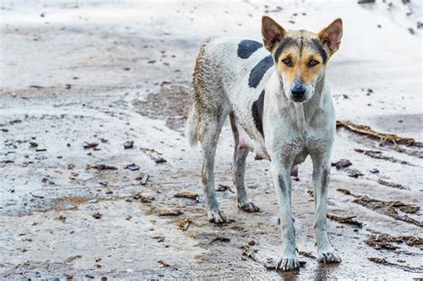 Jun 17, 2021 · vino perro callejero. Día Mundial del Perro Callejero: conoce su origen y ...