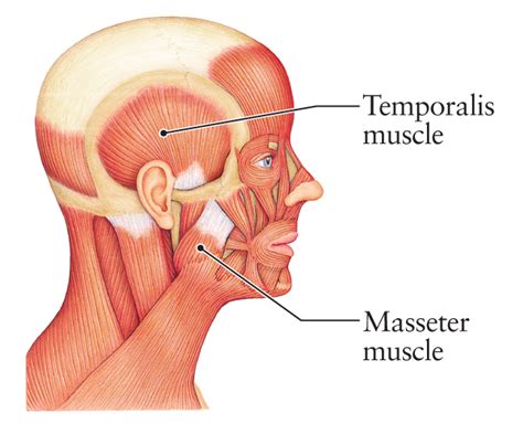 When rap first rose to popularity, there were many different styles people used, which made rapping unique. Human Anatomy for the Artist: July 2012