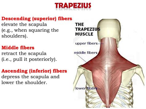 Ppt Superficial Muscles Of The Back Powerpoint Presentation Free