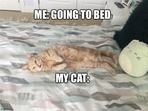 Meh Cat In Bed Imgflip