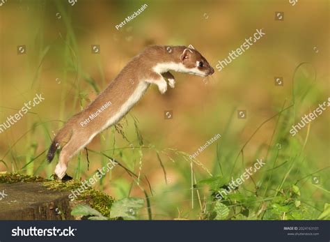 Stoat Shorttailed Weasel Mustela Erminea Known Stock Photo 2024163101
