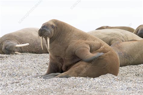 Atlantic Walruses Stock Image C0286224 Science Photo Library