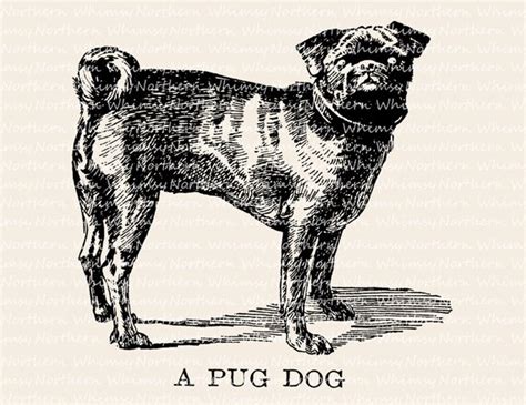 Pug Dog Illustration Vintage Animal Clip Art Image Pug Dog