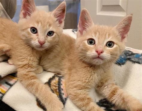 4 Orange Kittens Found Outside Insist On Doing Everything Together And