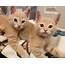 4 Orange Kittens Found Outside Insist On Doing Everything Together And 