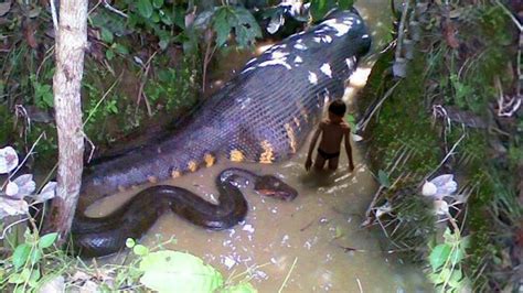 The Biggest Snake In The World