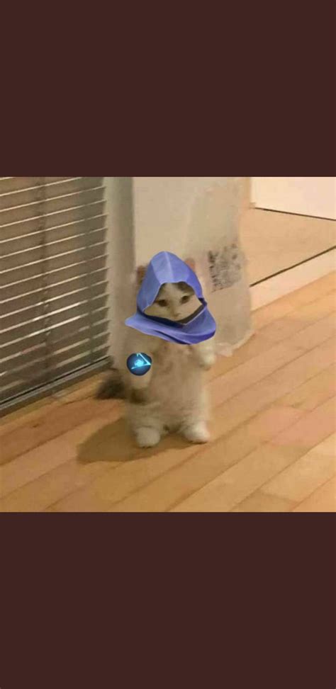 Anime Cat Standing Cat Pfp Meme Fotodtp