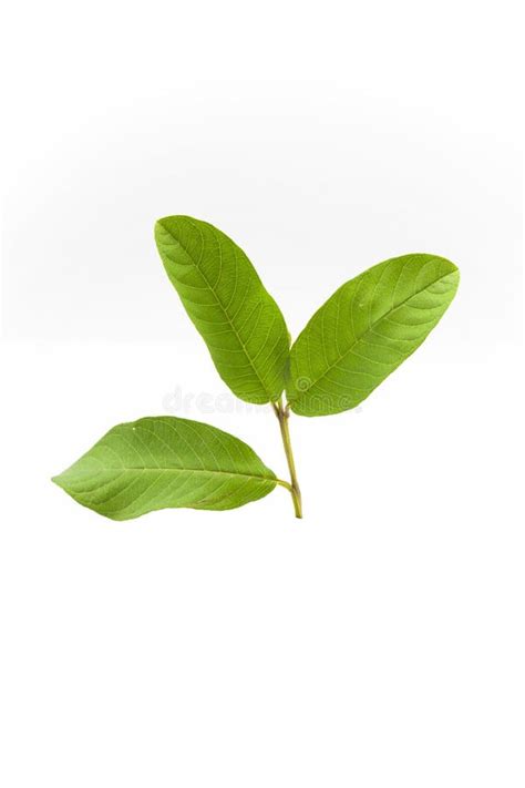 Green Leaves Stock Image Image Of Textured Natural 61939459