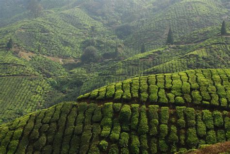 Gorgeous Tea Plantations Soothe Mind Body And Spirit Beautifulnow