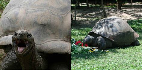 We did not find results for: Harriet, the Galapagos tortoise, lived to be 175 and was ...