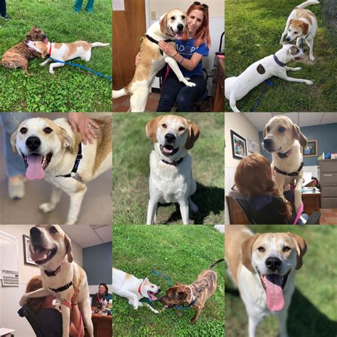 Meet Daisy May Blue Ridge Humane Society Featured Pet Meet Daisy May