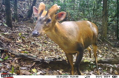 Saving The Endangered Barking Deer Of Vietnam And Laos Conservation