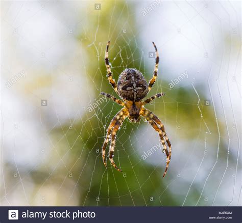 Cross Spider With Morning Dew Stock Photo Alamy