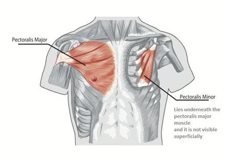 Chest Muscles Anatomy Bodybuilding Wizard 26322 Hot Sex Picture