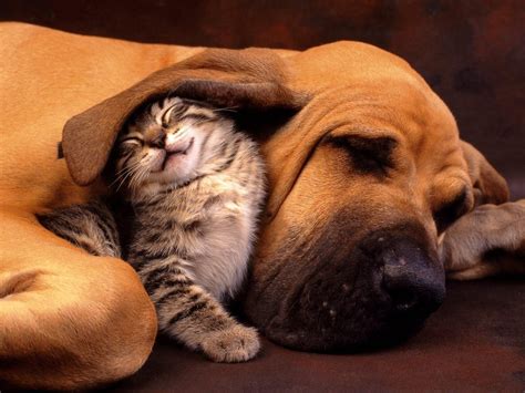 Cat And Dog Snuggling Pictures Photos And Images For Facebook Tumblr Pinterest And Twitter