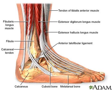 Read formulas, definitions, laws from muscle movements here. Ankle and Foot - What We Treat