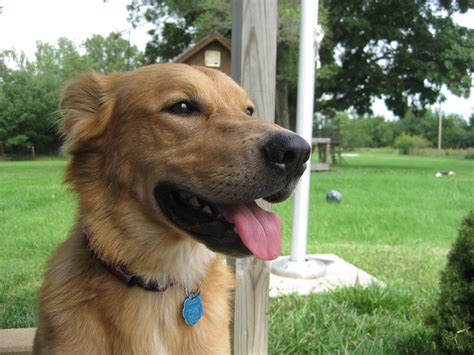 Mixed Breed Dogs Dog Breeds