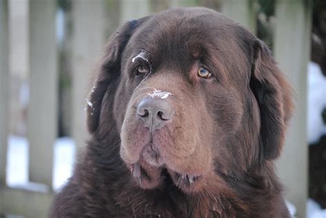 Frozen Slobber. It Could Poke Your Eye Out. - My Brown Newfies