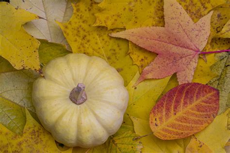 400 Free Pumpkin Leaves And Pumpkin Images Pixabay