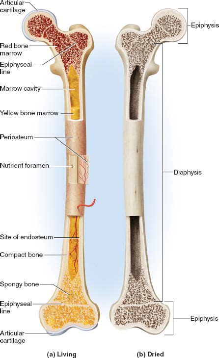 This Picture Shows The General Features Of Bones Bone Is A Connective