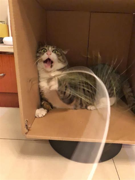 This Cat Is Going Viral For Its Hilariously Dramatic Reactions Bored