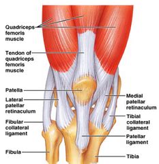 The knee joint, you need a perfectly labeled diagram of the knee. Knee joint Flashcards | Quizlet