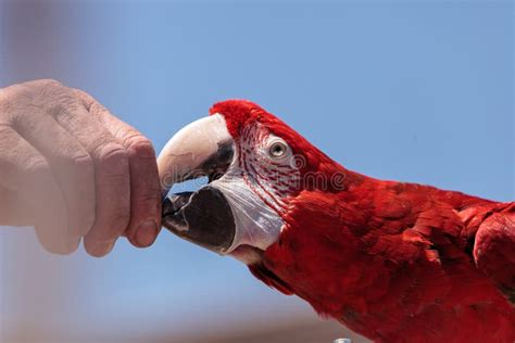 Green Wing Macaw Parrot Bird Ara Chloropterus Stock Photo Image Of