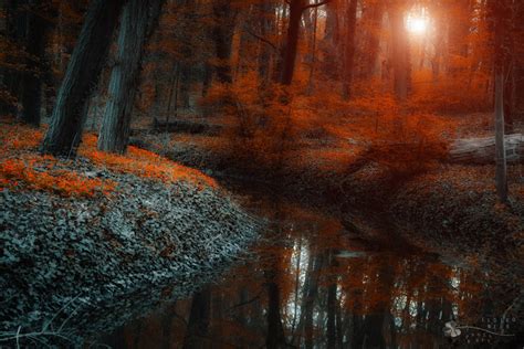 Enchanted Forest Scene Ii By Ildiko Neer On Deviantart