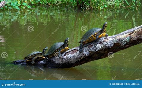 Turtles In The Swamps Of Louisiana Travel Photography Stock Photo
