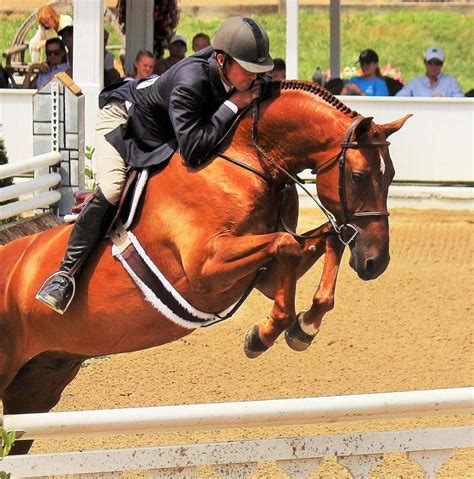 Hunter Jumper Division Blowing Rock Charity Horse Show