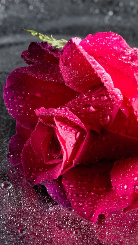 Download Wallpaper 1080x1920 Rose Drops Pink Flower