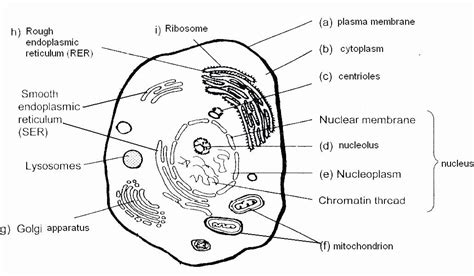 These coloring pages and worksheets feature different areas of biology as well as fun facts. Printable Animal Cell Diagram Free Printable Cell ...