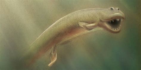 Ancient Fish With Legs Tiktaalik Roseae May Be Missing Evolutionary