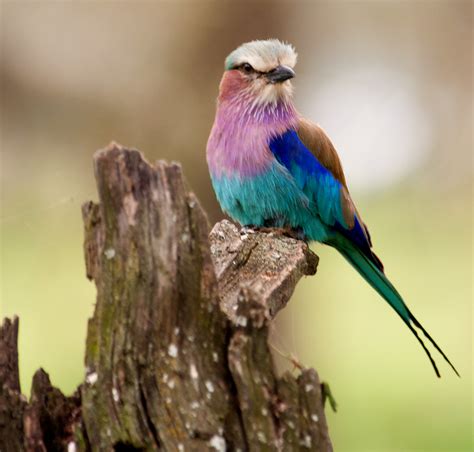We would like to show you a description here but the site won't allow us. Lilac-Breasted Roller | Lake Nakuru National Park, Kenya The… | Flickr