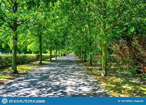 Beautiful Alley In The Park Among Green Trees Parks Stock Image