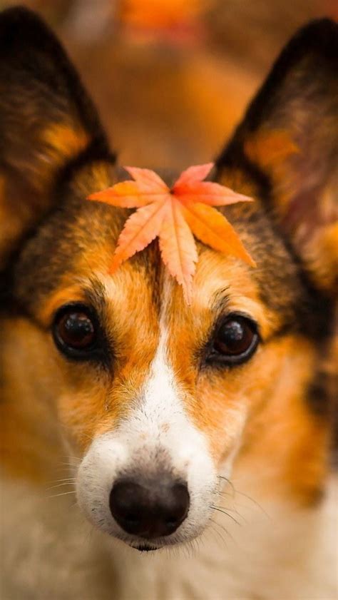 Cute Puppy In Autumn Wallpaper Free Iphone Wallpapers
