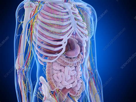 The region occupied by the abdomen is called the abdominal cavity, and is enclosed by the abdominal muscles at front and to the sides, and by part of the vertebral column at the back. Abdominal anatomy, illustration - Stock Image - F029/5257 ...