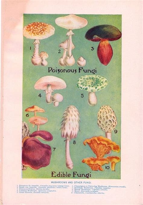 1000 Images About Fungi And Mushrooms On Pinterest