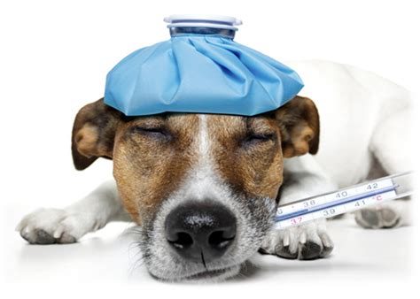 Veterinary Malpractice – Randy Turner