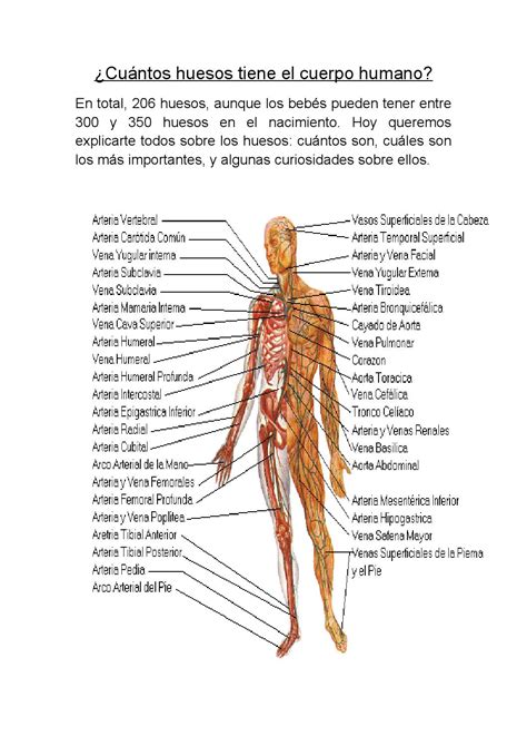 Cuántos Huesos Tiene El Cuerpo Humano Mariano By Catherine Alexandra