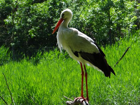 We have your steam metering solutions! ZooPic - Gólya kép