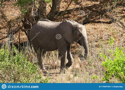 African Bush Elephant Baby In Kruger National Park Stock Image Image