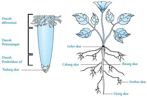 Struktur Morfologi Akar Tumbuhan Fungsi Dan Jenisnya Lengkap Dengan