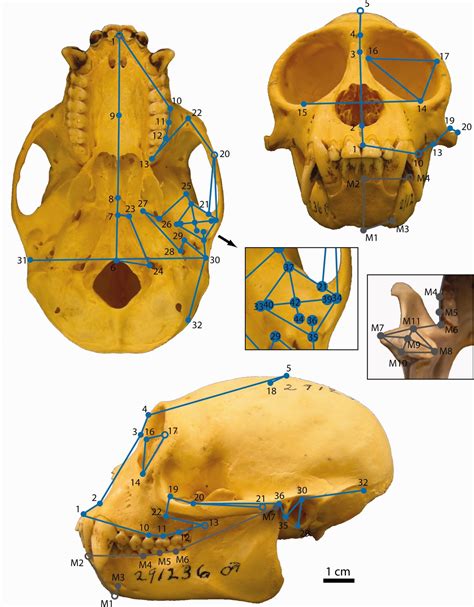 Form And Function In The Platyrrhine Skull A Three‐dimensional
