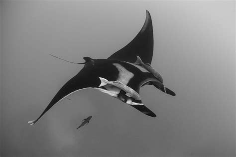 Worlds First Known Manta Ray Nursery Discovered Oceanographic