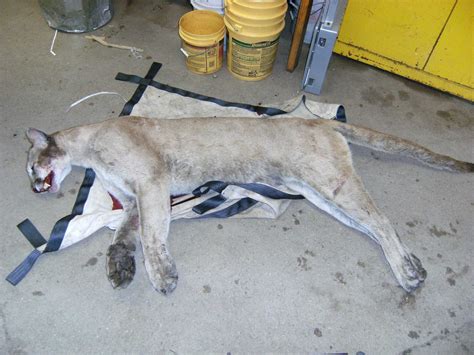 Deep Mountain Lion Killed In Milford Originated In South Dakota